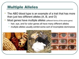 Multiple Alleles
   The ABO blood type is an example of a trait that has more
    than just two different alleles (A, B, and O)
   Most genes have multiple alleles (different forms of the same gene)
    •   hair, eye, and fur color genes all have many different alleles
    •   multiple alleles usually exhibit some sort of incomplete dominance
 