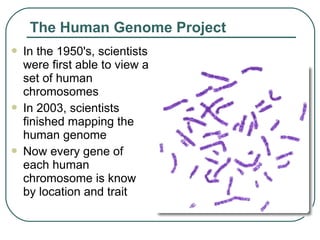 The Human Genome Project
   In the 1950's, scientists
    were first able to view a
    set of human
    chromosomes
   In 2003, scientists
    finished mapping the
    human genome
   Now every gene of
    each human
    chromosome is know
    by location and trait
 