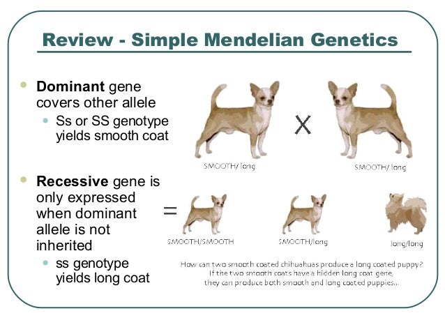Patterns of Inheritance