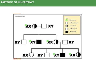 Pattern Inherittance Patterns of inheritance | PPTX