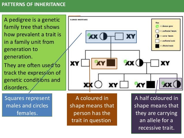 Patterns of inheritance