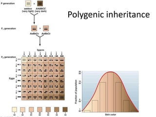 Patterns of Inheritance, Mendelian Genetics | PDF
