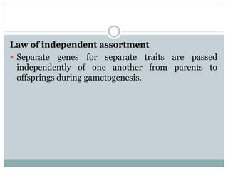 Law of independent assortment
 Separate genes for separate traits are passed
independently of one another from parents to
offsprings during gametogenesis.
 