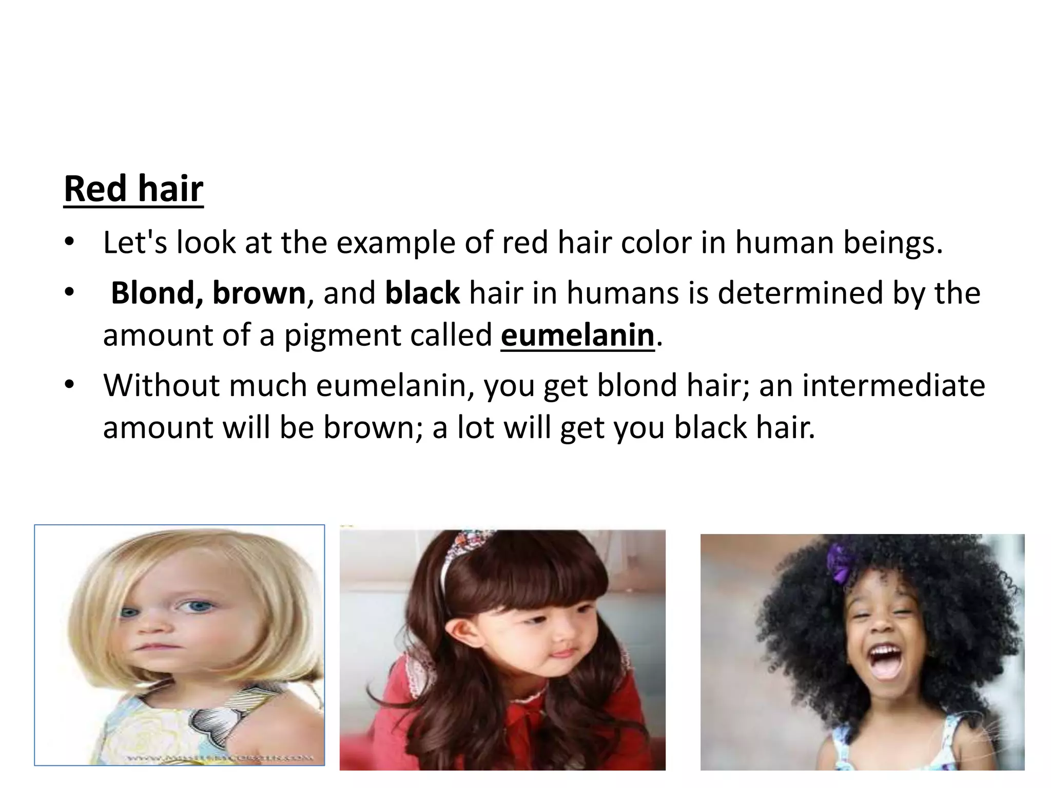 Red hair
• Let's look at the example of red hair color in human beings.
• Blond, brown, and black hair in humans is determined by the
amount of a pigment called eumelanin.
• Without much eumelanin, you get blond hair; an intermediate
amount will be brown; a lot will get you black hair.
 