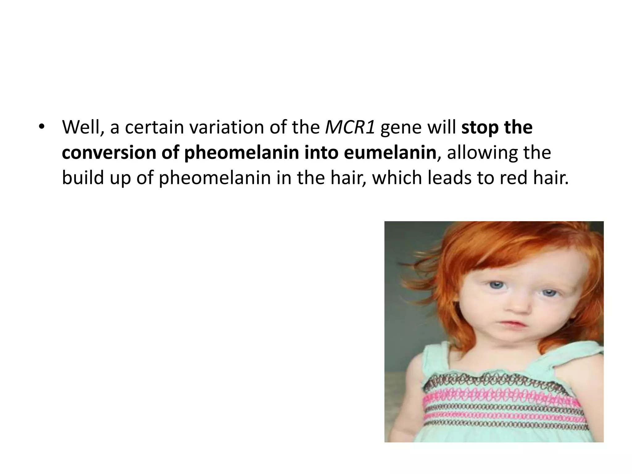 • Well, a certain variation of the MCR1 gene will stop the
conversion of pheomelanin into eumelanin, allowing the
build up of pheomelanin in the hair, which leads to red hair.
 