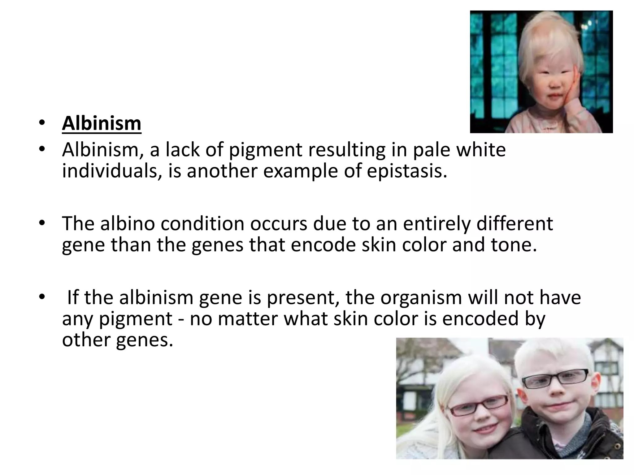 • Albinism
• Albinism, a lack of pigment resulting in pale white
individuals, is another example of epistasis.
• The albino condition occurs due to an entirely different
gene than the genes that encode skin color and tone.
• If the albinism gene is present, the organism will not have
any pigment - no matter what skin color is encoded by
other genes.
 