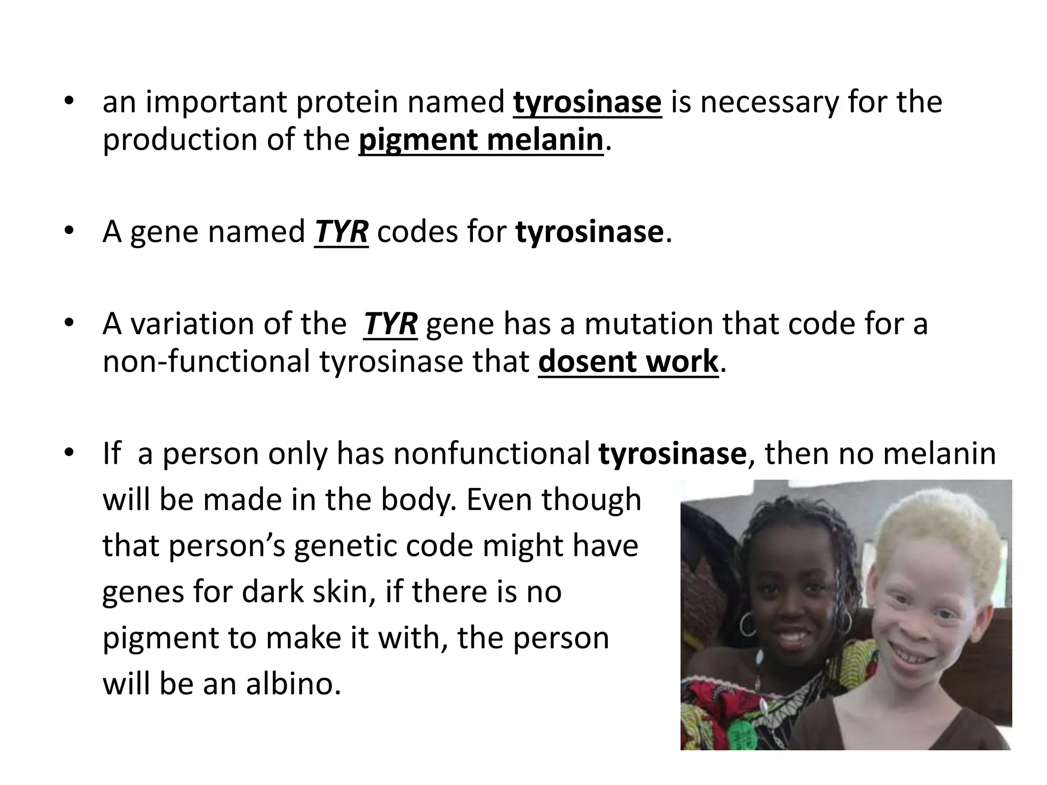 • an important protein named tyrosinase is necessary for the
production of the pigment melanin.
• A gene named TYR codes for tyrosinase.
• A variation of the TYR gene has a mutation that code for a
non-functional tyrosinase that dosent work.
• If a person only has nonfunctional tyrosinase, then no melanin
will be made in the body. Even though
that person’s genetic code might have
genes for dark skin, if there is no
pigment to make it with, the person
will be an albino.
 
