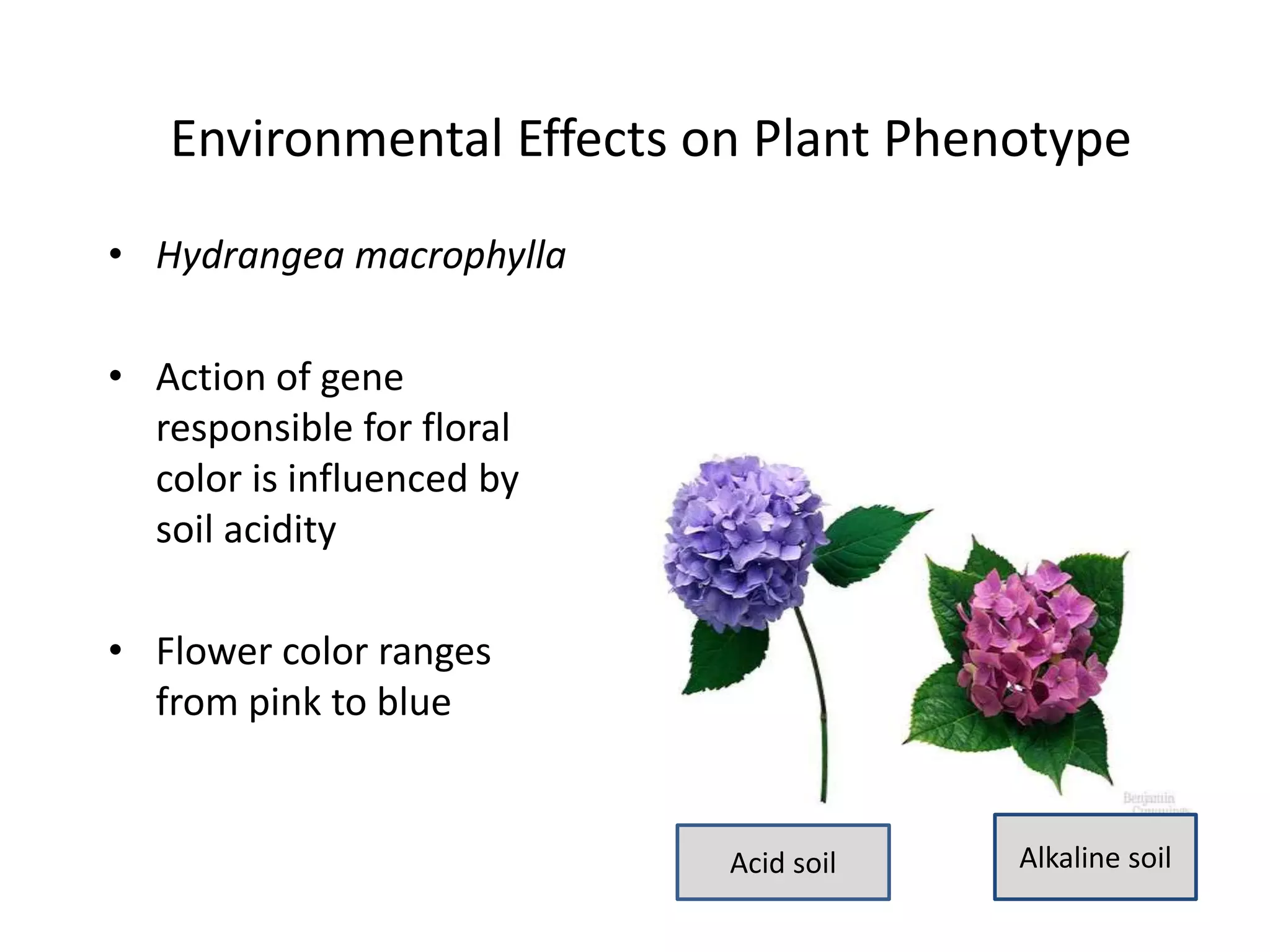 Environmental Effects on Plant Phenotype
• Hydrangea macrophylla
• Action of gene
responsible for floral
color is influenced by
soil acidity
• Flower color ranges
from pink to blue
Acid soil Alkaline soil
 