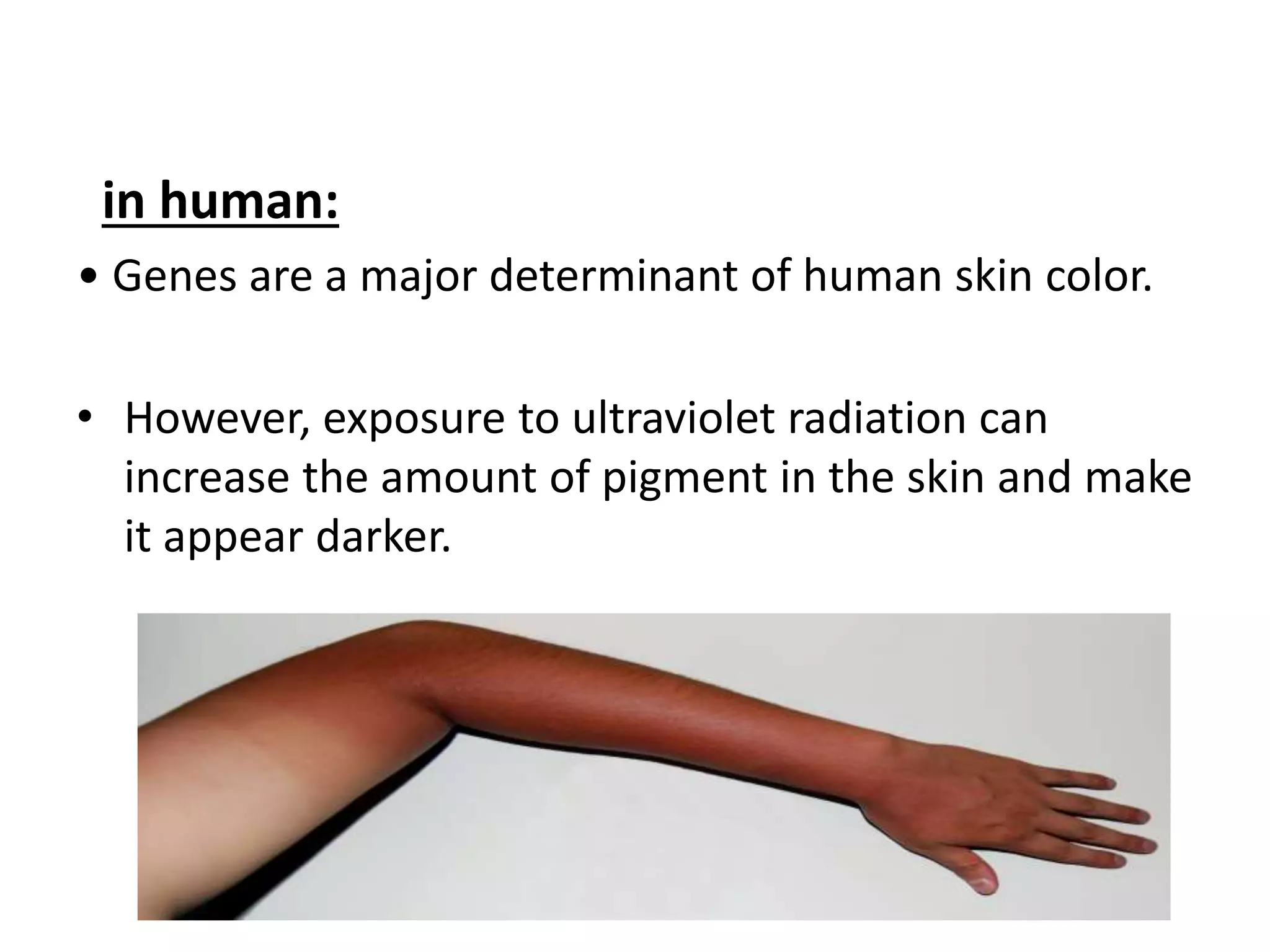 in human:
• Genes are a major determinant of human skin color.
• However, exposure to ultraviolet radiation can
increase the amount of pigment in the skin and make
it appear darker.
 