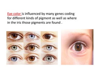 Eye color is influenced by many genes coding
for different kinds of pigment as well as where
in the iris those pigments are found .
 