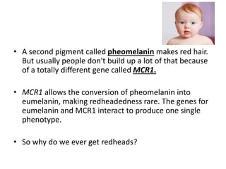 • A second pigment called pheomelanin makes red hair.
But usually people don't build up a lot of that because
of a totally different gene called MCR1.
• MCR1 allows the conversion of pheomelanin into
eumelanin, making redheadedness rare. The genes for
eumelanin and MCR1 interact to produce one single
phenotype.
• So why do we ever get redheads?
 