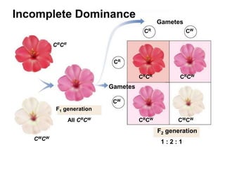 F1 generation
F2 generation
CRCR
All CRCW
CWCW
1 : 2 : 1
Gametes
Gametes
CR
CW
CR CW
CRCR CRCW
CRCW CWCW
Incomplete Dominance
 