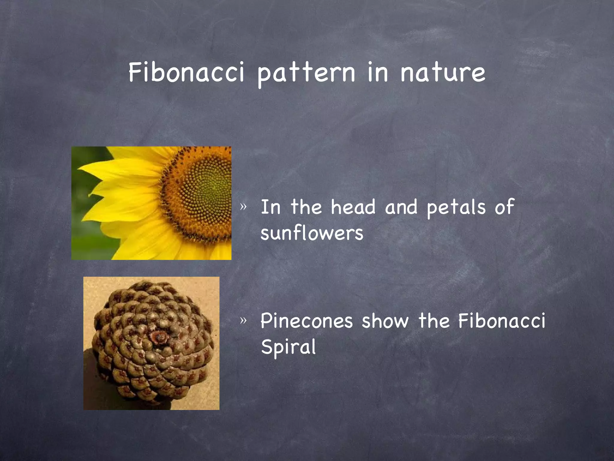 Fibonacci pattern in nature



        »   In the head and petals of
            sunflowers


        »   Pinecones show the Fibonacci
            Spiral
 