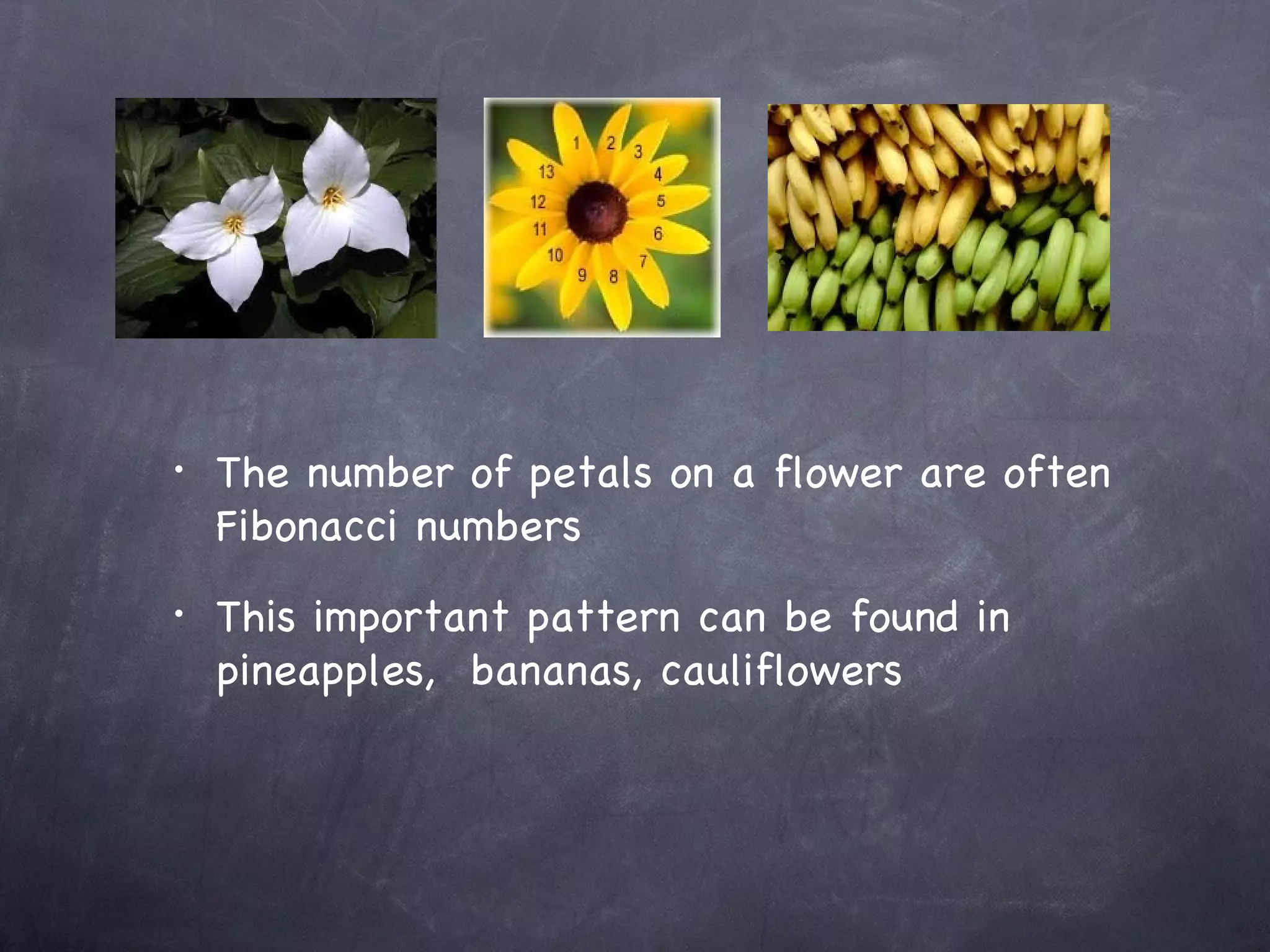 •   The number of petals on a flower are often
    Fibonacci numbers
•   This important pattern can be found in
    pineapples, bananas, cauliflowers
 