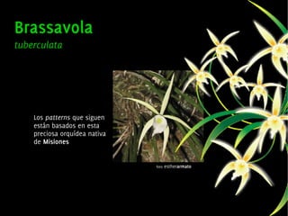 Los patterns que siguen
    están basados en esta
    preciosa orquídea nativa
    de Misiones


                                   foto   estherarmato




                                
 