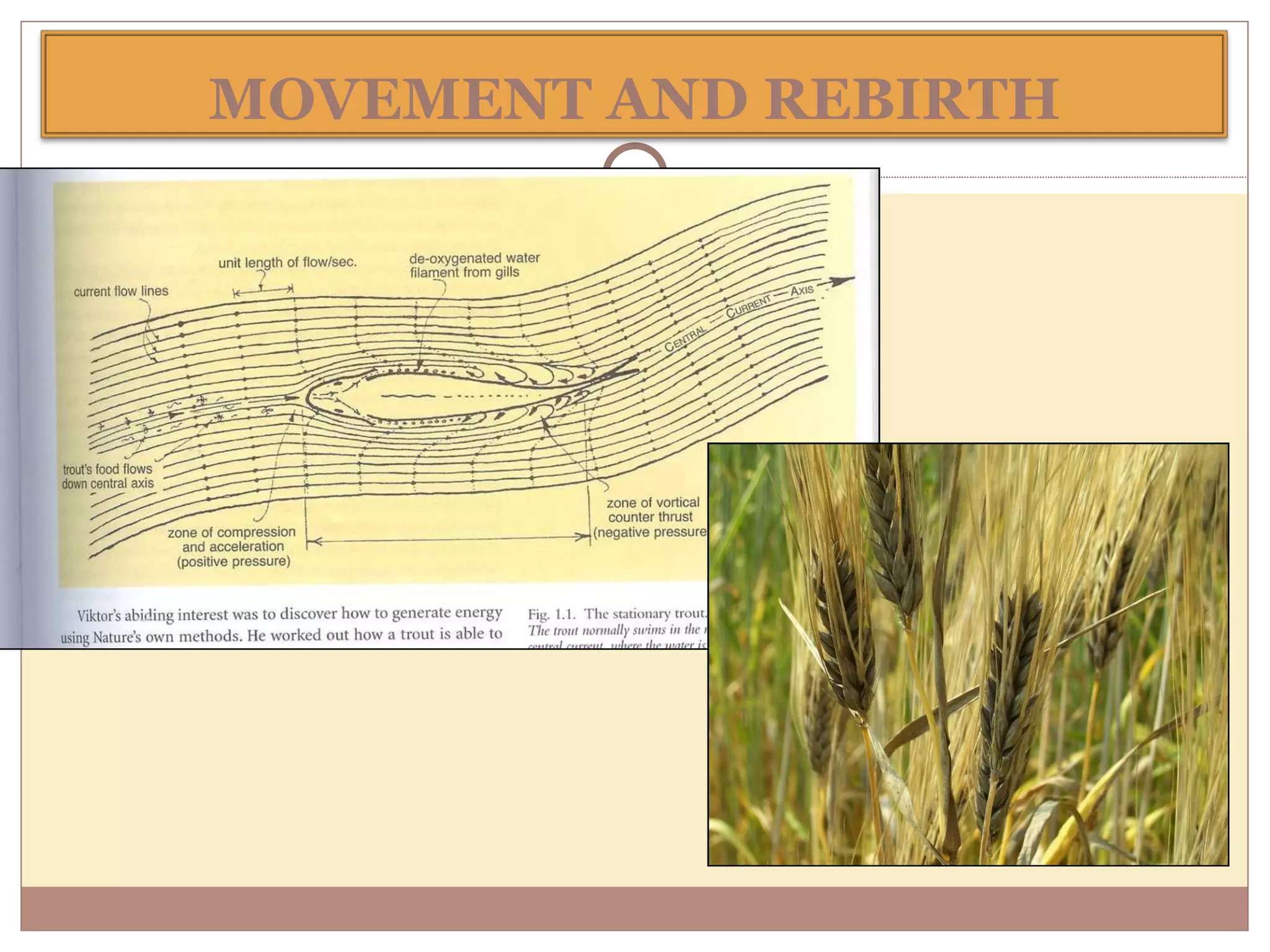 MOVEMENT AND REBIRTH 