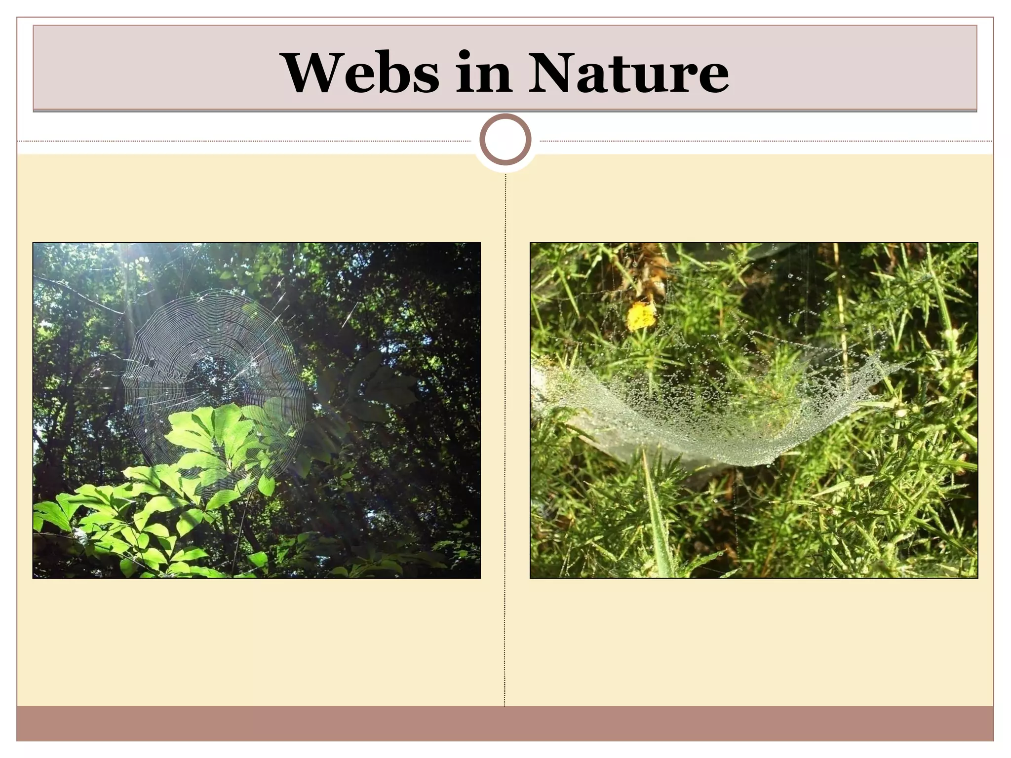 Webs in Nature 