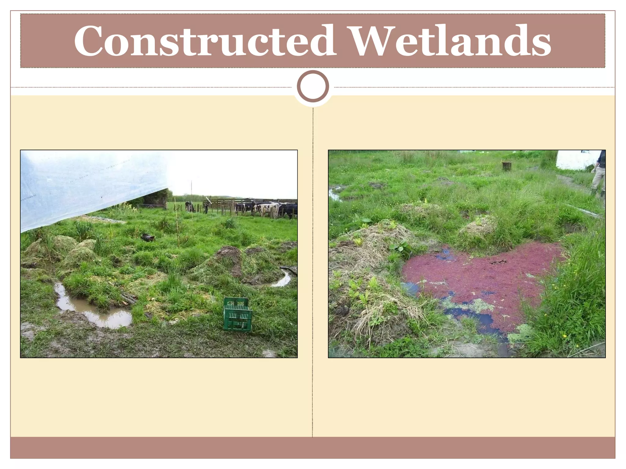 Constructed Wetlands 