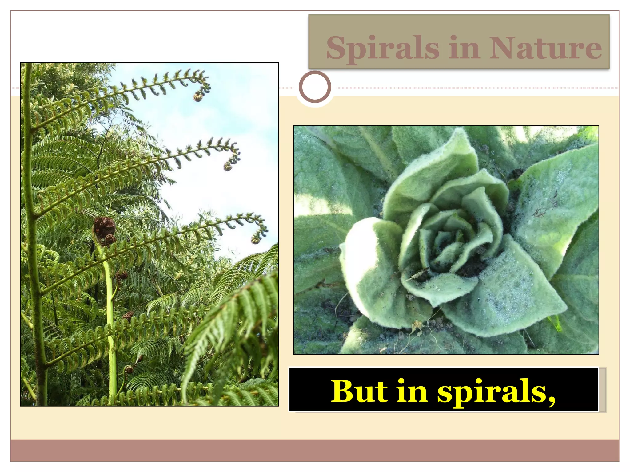 But in spirals, Spirals in Nature 