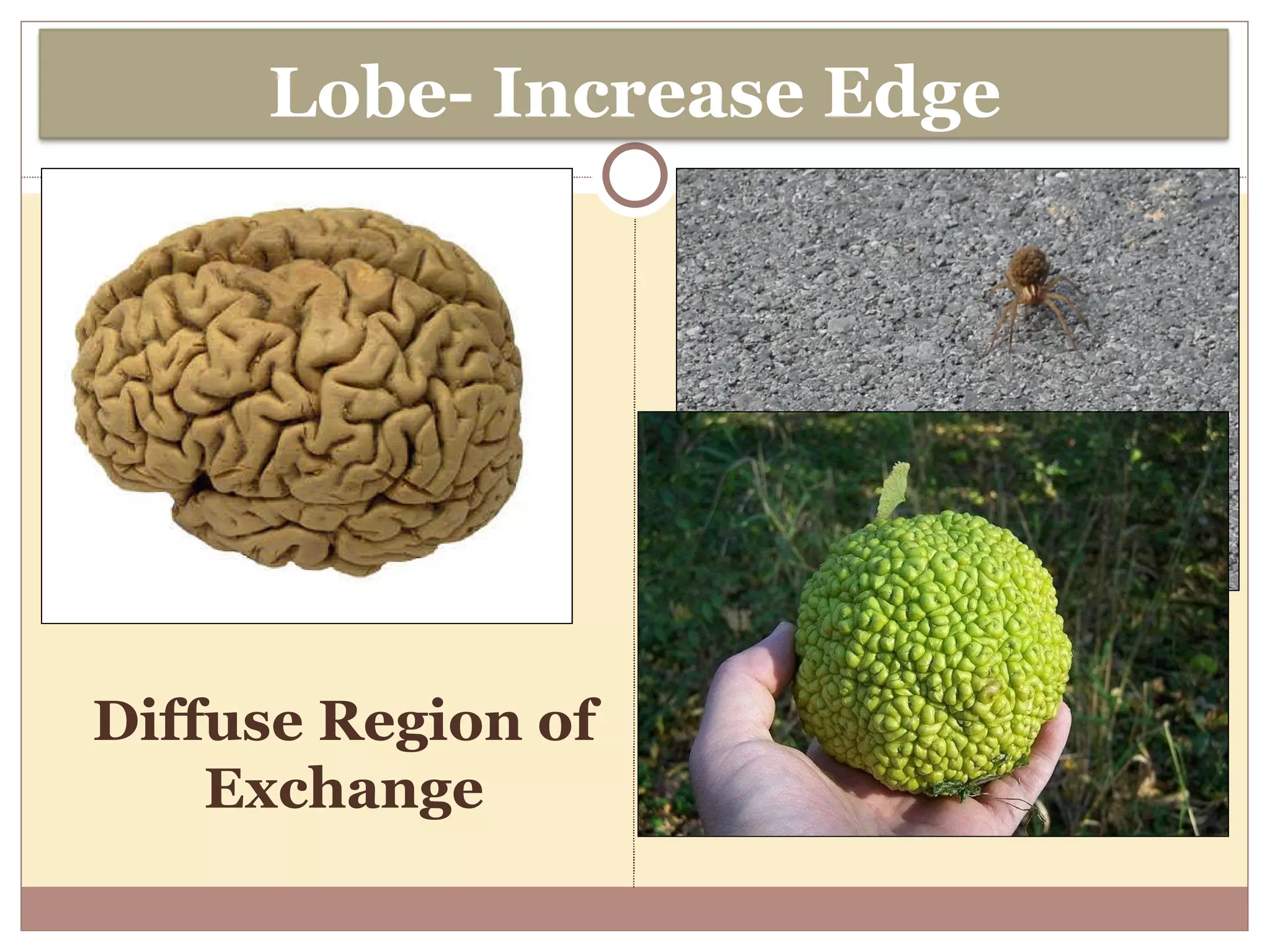 Diffuse Region of Exchange Lobe- Increase Edge 
