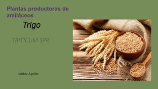 Trigo
Plantas productoras de
amiláceos
TRITICUM SPP.
Patricia Aguilar
 
