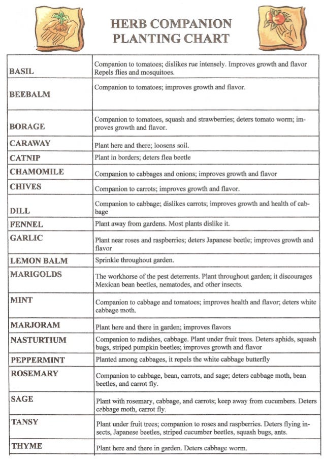 Plant Compatibility Vegetable Gardens Chart
