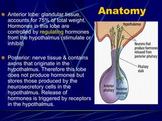 Anatomy
Anterior lobe: glandular tissue,
accounts for 75% of total weight.
Hormones in this lobe are
controlled by regulating hormones
from the hypothalmus (stimulate or
inhibit)
Posterior: nerve tissue & contains
axons that originate in the
hypothalmus. Therefore this lobe
does not produce hormones but
stores those produced by the
neurosecretory cells in the
hypothalmus. Release of
hormones is triggered by receptors
in the hypothalmus.
 
