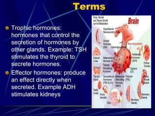 Terms
Trophic hormones:
hormones that control the
secretion of hormones by
other glands. Example: TSH
stimulates the thyroid to
secrete hormones.
Effector hormones: produce
an effect directly when
secreted. Example ADH
stimulates kidneys
 