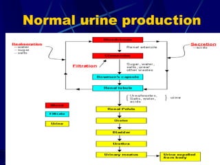 Normal urine production
 