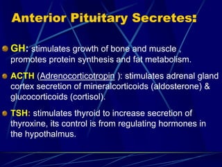 Anterior Pituitary Secretes:
GH: stimulates growth of bone and muscle ,
promotes protein synthesis and fat metabolism.
ACTH (Adrenocorticotropin ): stimulates adrenal gland
cortex secretion of mineralcorticoids (aldosterone) &
glucocorticoids (cortisol).
TSH: stimulates thyroid to increase secretion of
thyroxine, its control is from regulating hormones in
the hypothalmus.
 