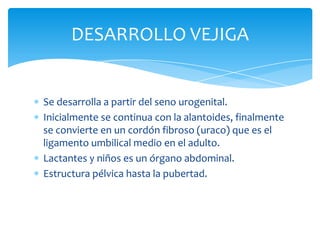 Patología Vesical por Ultrasonido Slide 5