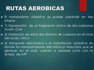 RUTAS AEROBICAS 
 El metabolismo oxidativo se puede subdividir en tres 
etapas 
 1) Generación de un fragmento activo de dos carbonos 
Acetil –CoA 
 2) Oxidación de estos dos átomos de carbono en el ciclo 
del acido cítrico 
 3) transporte electrónico y la fosforilacion oxidativa en 
donde los transportadores electrónicos reducidos que se 
generan en el ciclo vuelvan a oxidarse junto con la 
síntesis de ATP 
 