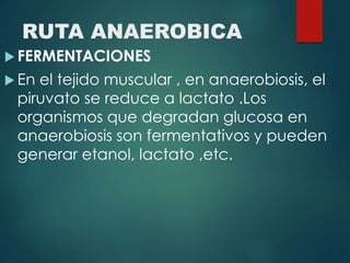 RUTA ANAEROBICA 
FERMENTACIONES 
 En el tejido muscular , en anaerobiosis, el 
piruvato se reduce a lactato .Los 
organismos que degradan glucosa en 
anaerobiosis son fermentativos y pueden 
generar etanol, lactato ,etc. 
 