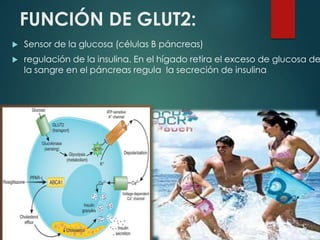 FUNCIÓN DE GLUT2: 
 Sensor de la glucosa (células B páncreas) 
 regulación de la insulina. En el hígado retira el exceso de glucosa de 
la sangre en el páncreas regula la secreción de insulina 
 