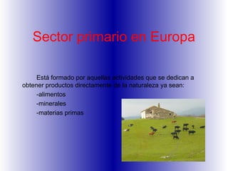 Sector primario en Europa

     Está formado por aquellas actividades que se dedican a
obtener productos directamente de la naturaleza ya sean:
     -alimentos
     -minerales
     -materias primas
 