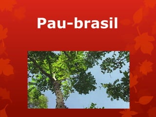 Pau-brasil
 