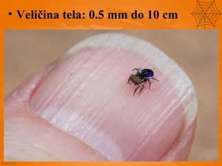 • Veličina tela: 0.5 mm do 10 cm
 