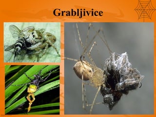 Grabljivice
 