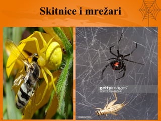 Skitnice i mrežari
 