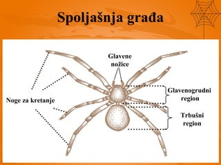 Spoljašnja građa
Noge za kretanje
Glavenogrudni
region
Trbušni
region
Glavene
nožice
 