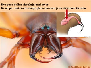Dva para nožica okružuju usni otvor
Kraći par služi za hvatanje plena-povezan je sa otrovnom žlezdom
 