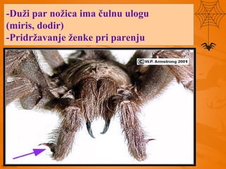 -Duži par nožica ima čulnu ulogu
(miris, dodir)
-Pridržavanje ženke pri parenju
 