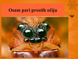 Osam prostih očiju
 
