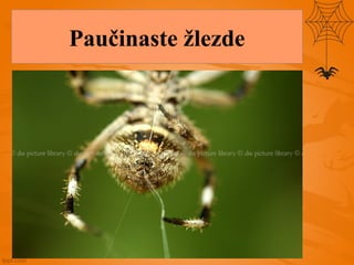 Paučinaste žlezde
 