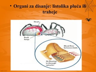 • Organi za disanje: listolika pluća ili
traheje
 