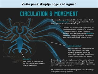 Zašto pauk skuplja noge kad ugine?
 