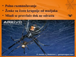 • Polno razmnožavanje
• Ženke su često krupnije od mužjaka
• Mladi se presvlače dok ne odrastu
 
