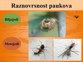 Raznovrsnost paukova
Biljojedi
Mesojedi
 