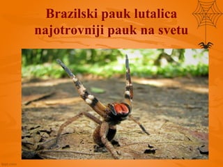 Brazilski pauk lutalica
najotrovniji pauk na svetu
 
