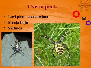 
Lovi plen na cvetovima

Menja boju

Skitnica
Cvetni pauk
 